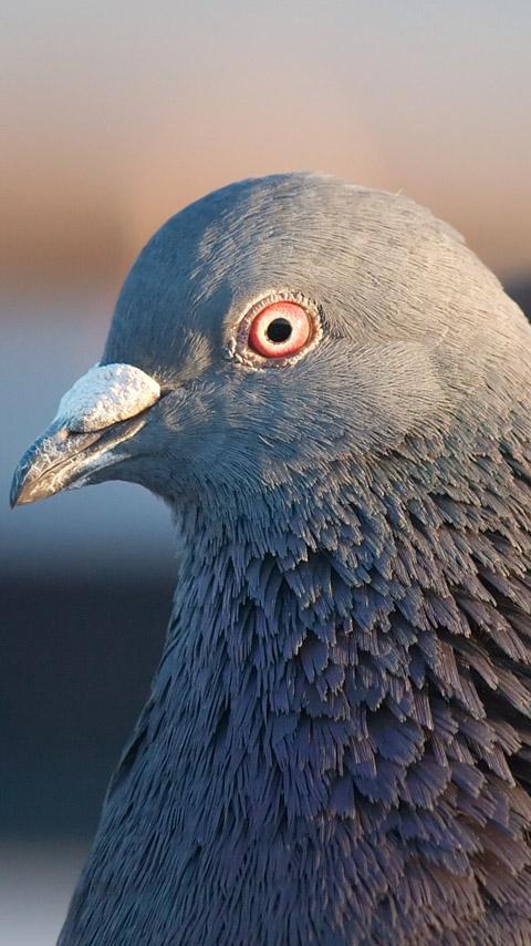 Pigeon Live Wallpaper