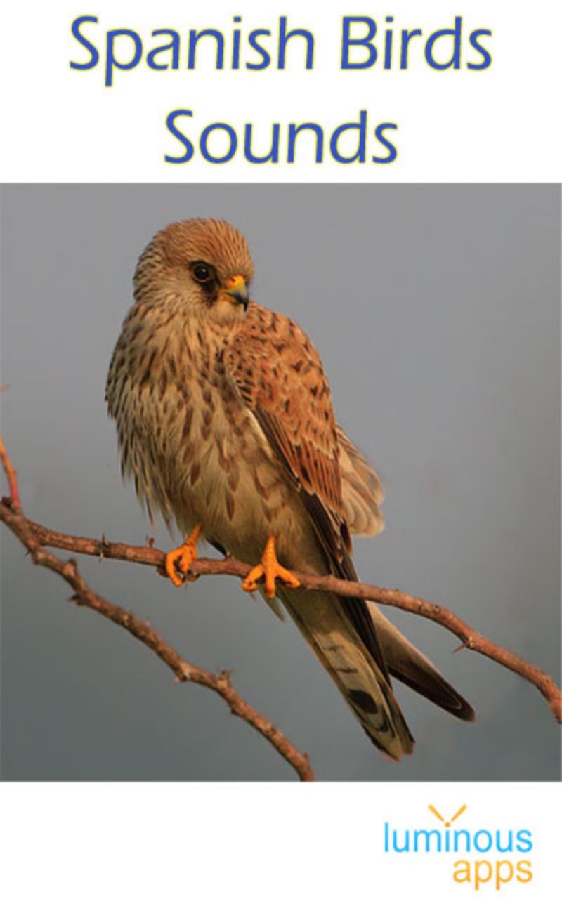 Spanish Birds Sounds Free