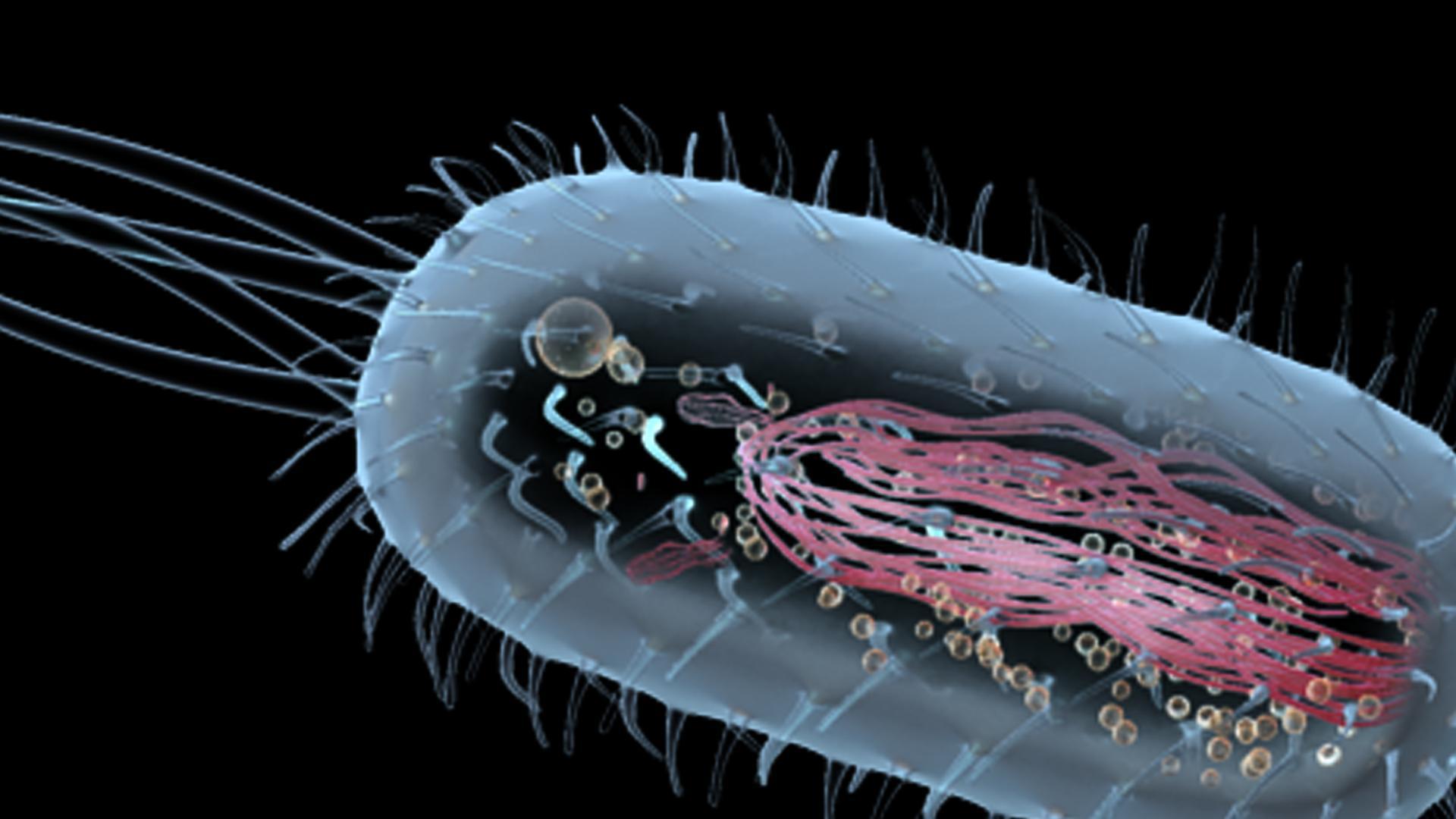 Prokaryotic Cell 3D